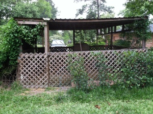 The big coop with vines added for sun protection and bushes for dog protection.